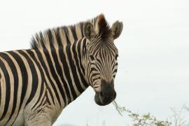 Zebra w Umfolozi.