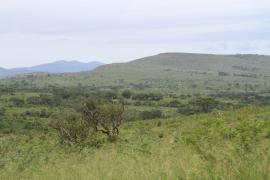 Park Umfolozi odgranicza od Mkhuze tylko biegnąca w poprzek szosa.