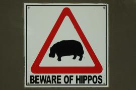 Hipopotam to bardzo niebezpieczne zwierzę.