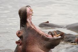 Hipopotam - Hippopotamus amphibius - Common hippopotamus