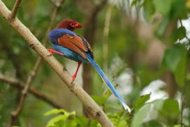 Kitta ozdobna - Urocissa ornata - Sri Lanka Blue Magpie