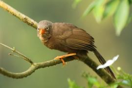 Dżunglotymal cejloński - Argya rufescens - Orange-billed Babbler