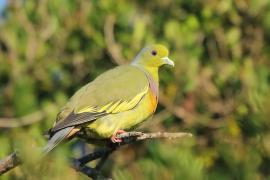Treron zielonolicy - Treron bicinctus - Orange-breasted Green Pigeon