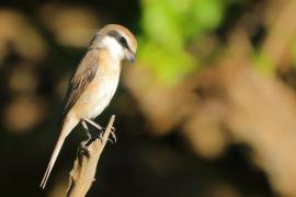 Dzierzba brązowa - Lanius cristatus - Brown Shrike
