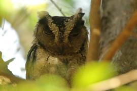 Syczek długouchy - Otus bakkamoena - Collared Scops Owl