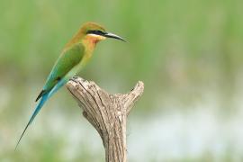 Żołna modrosterna - Merops philippinus - Blue-tailed Bee-eater