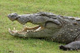Krokodyl w P. N. Bundala.