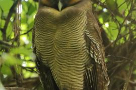 Ketupa bosonogaKetupa - eylonensis - Brown Fish Owl