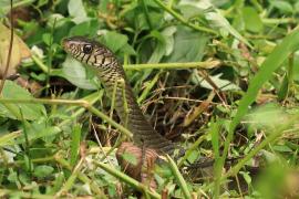 Indian rat snake,
