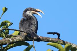 Dzioborożec cejloński - Ocyceros gingalensis - Sri Lanka Grey Hornbill