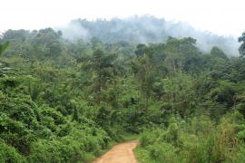 Dżungla w okolicy miejscowości Kitulgala.