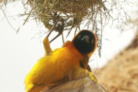Wikłacz maskowy - Malimbus velatus - Southern Masked Weaver