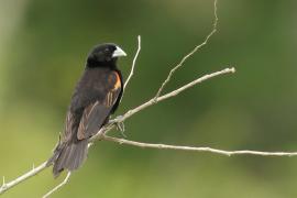 Wikłacz wachlarzowaty - Euplectes axillaris - Fan-tailed Widowbird