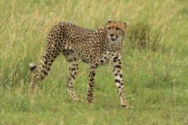 Gepard grzywiasty - Acinonyx jubatus - Cheetah