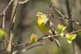 Kulczyk zwyczajny - Serinus serinus - European Serin