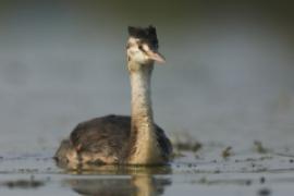 Perkoz dwuczuby - Podiceps cristatus - Great Crested Grebe