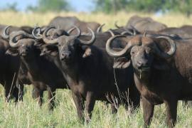 Bawół afrykański - Syncerus caffer - African buffalo
