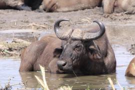 Bawół afrykański - Syncerus caffer - African buffalo