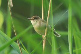 Zaroślówka - Acrocephalus dumetorum - Blyth's Reed-Warbler