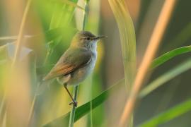 Zaroślówka - Acrocephalus dumetorum - Blyth's Reed-Warbler