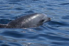 Delfin u wybrzeży Teneryfy.