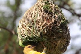 Wikłacz maskowy - Southern Masked Weaver - Ploceus velatus