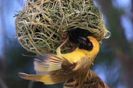 Wikłacz maskowy - Southern Masked Weaver - Ploceus velatus