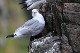 Mewa trójpalczasta - Rissa tridactyla - Black-legged Kittiwake