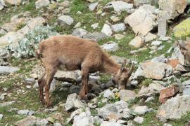 Koziorożec - Capra ibex - Alpine ibex