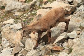 Koziorożec - Capra ibex - Alpine ibex