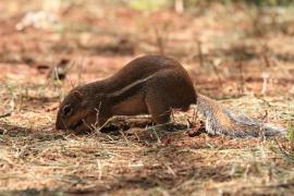 Berberyjka marokańska - Atlantoxerus getulus - Barbar ground squirrel