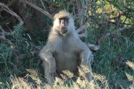 Pawian masajski - Papio cynocephalus - Yellow baboon