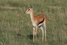 Gazelopka sawannowa - Eudorcas thomsonii - Thomson's gazelle