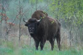 Żubr - Bison bonasus - European bison