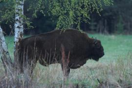 Żubr - Bison bonasus - European bison