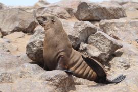 Kotik karłowaty - Arctocephalus pusillus - South African fur seal