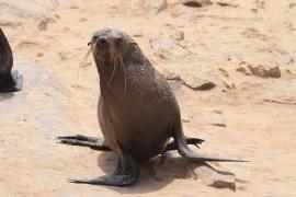 Kotik karłowaty - Arctocephalus pusillus - South African fur seal