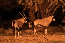 Oryks południowy - Oryx gazella - Gemsbok