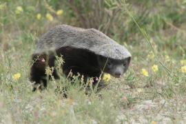 Ratel miodożerny - Mellivora capensis - Honey badger