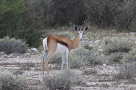 Skocznik antylopi - Antidorcas marsupialis - Springbok