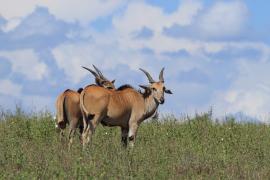 Eland - Taurotragus oryx - Eland