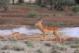 Impala zwyczajna - Aepyceros melampus - Impala