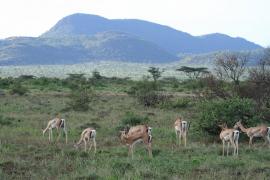 Gazela Granta - Nanger granti - Grant's gazelle 