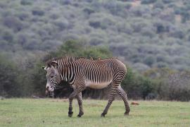 Zebra pręgowana - Equus grevyi - Grevy's zebra