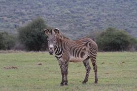 Zebra pręgowana - Equus grevyi - Grevy's zebra