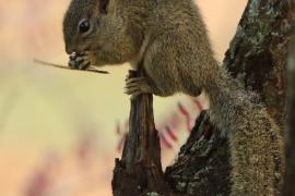 Zaroślarka ochrowa - Paraxerus ochraceus - Ochre bush squirrel