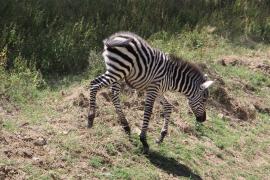 Zebra stepowa - Equus quagga - Common zebra