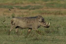 Guziec zwyczajny - Phacochoerus africanus - Common Warthog