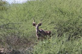 Kudu wielkie - Tragelaphus strepsiceros - Greater kudu