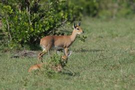 Antylopik zwyczajny - Raphicerus campestris - Steenbok